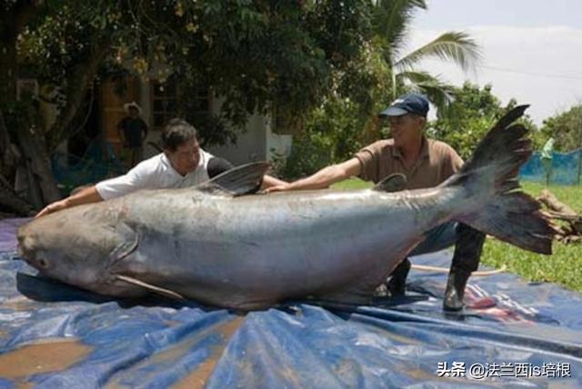 刷新记录！湄公河钓到600斤最大淡水鱼，河里还有巨型鲶鱼、鲤鱼