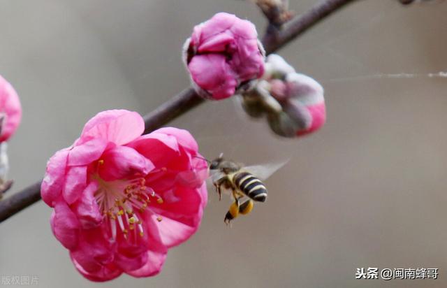 中华蜜蜂界的“两弹一星”，养殖场的看家本领，蜜蜂养殖精髓