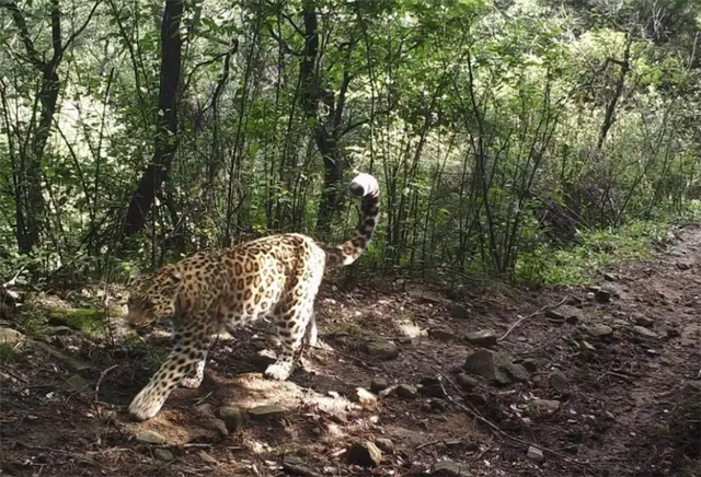 河北驼梁又现华北豹！追踪到野猪群，专挑小猪下手，还喜欢吃勺鸡