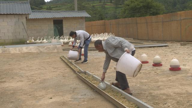 保山隆阳：发展大白鹅养殖产业 乡村振兴引颈高歌