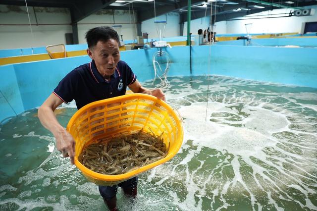 基围虾是如何养殖的？虾头变黑是有毒吗？人工养殖虾能不能吃