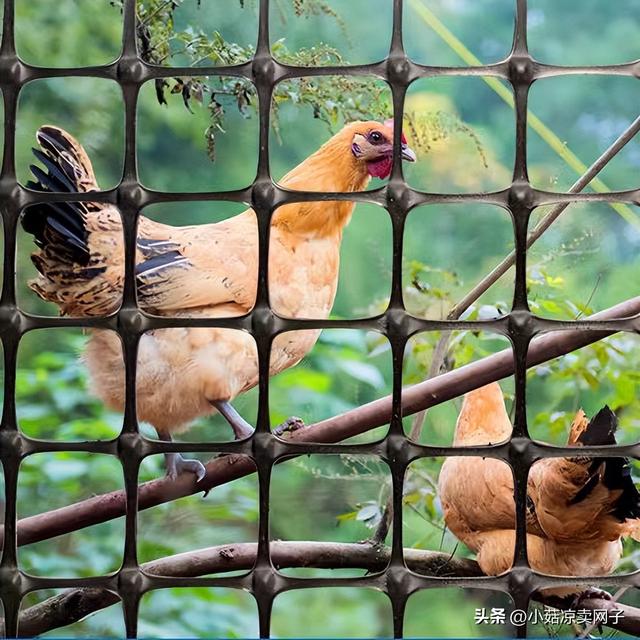 惊呼！养鸡养鸭林下种植围栏网之塑料防护网