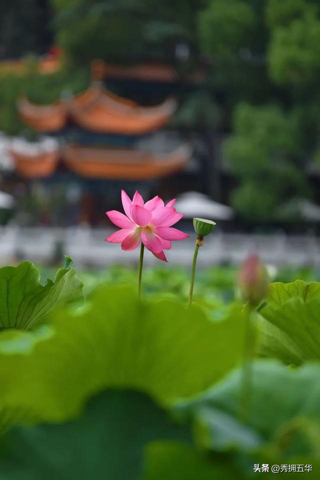 翠湖：十亩荷花鱼世界 夏日赏荷正当时