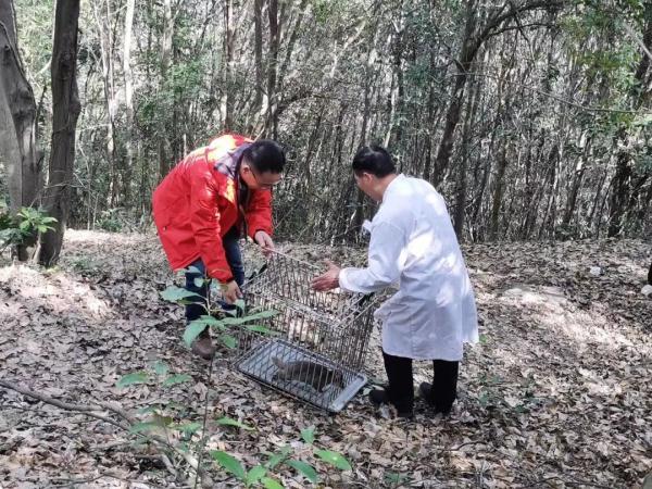 浙江一村民家惊现“神奇动物”，似猪非猪，似鼠非鼠……