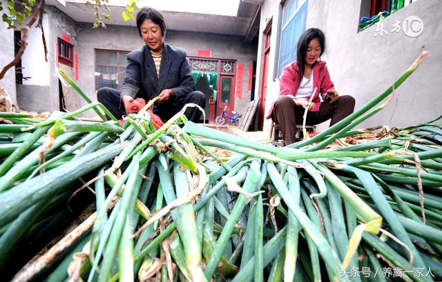 养鸡秘诀：土鸡养殖，巧喂大葱