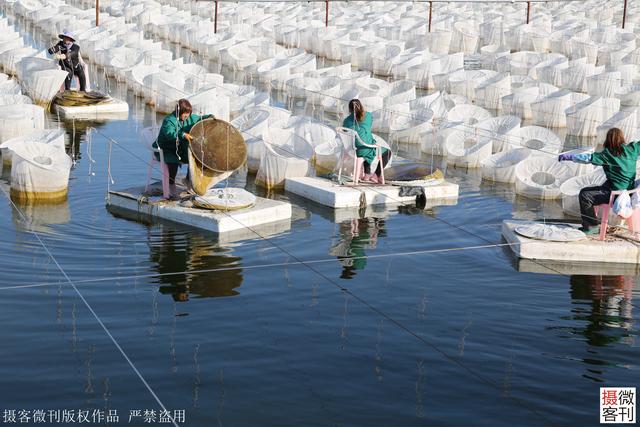 90后退伍兵带领村民养蚂蟥，每公斤上千元，年产量近4吨