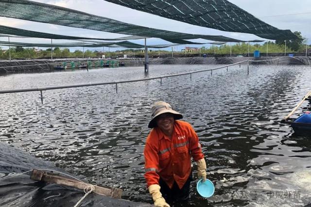 对虾养殖中，盐有什么妙用？今天就揭露盐在养虾中的6大作用！