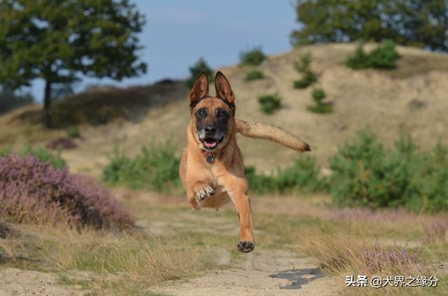 马犬应该如何训练，这4点精髓，让你成为专业的马犬驯养师