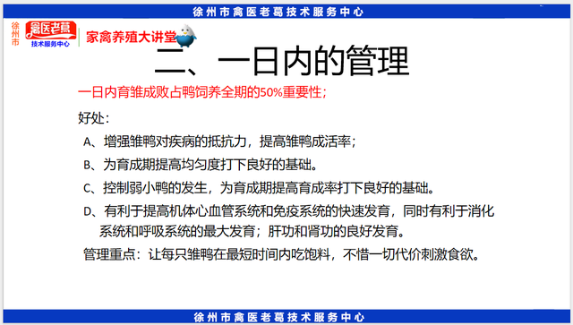 最新养鸭育雏期饲养管理鸭苗1到10天的养殖技术种鸭的饲养与管理