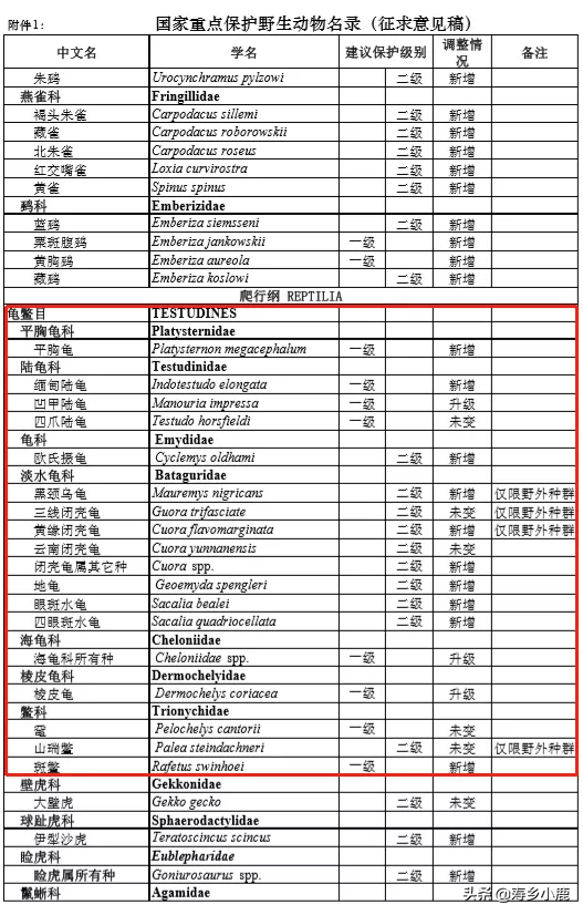 石金钱龟行情回暖或恐成真，龟市恐将迎来春天