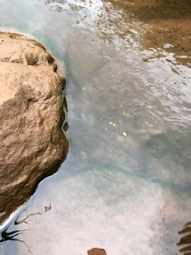 河道退水过后，有一种鱼开始泛滥了，红色的尾巴很值钱