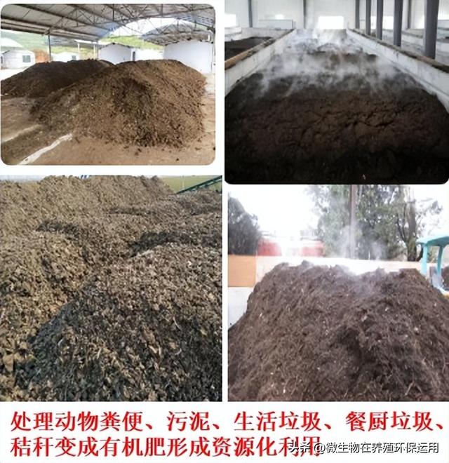 广西南宁市一个存栏约五千头环保牛场备受关注，微生物技术显神威