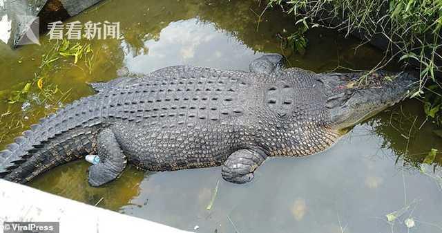 印尼一女科学家喂鳄鱼时被其活生生吃掉