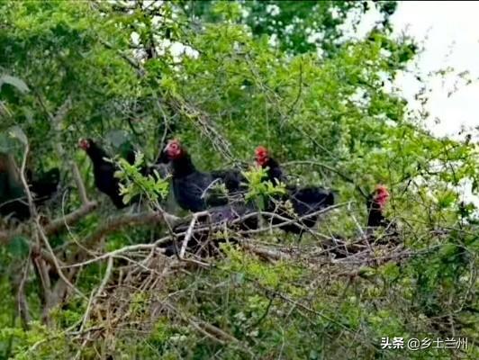 五一那里去？兰州周边“猪头山”，农业公园体验一番