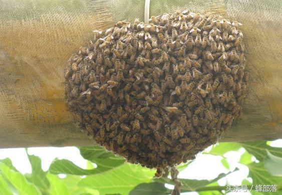 夏季养蜂，10种管理方法助力蜜蜂安全越夏