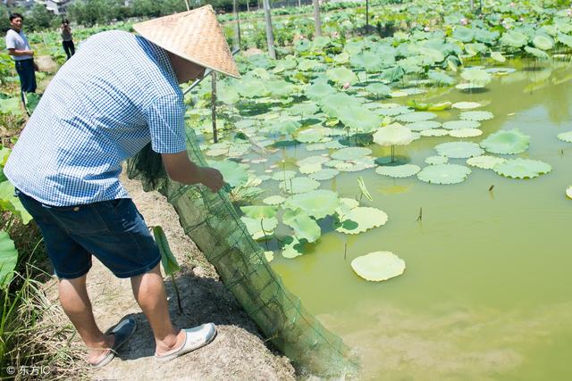 经济效益比本地泥鳅高30%！如何在北方养好台湾泥鳅？