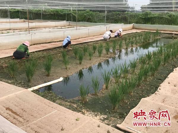 长葛市巩庄村：青蛙变“金蛙”群众乐开花