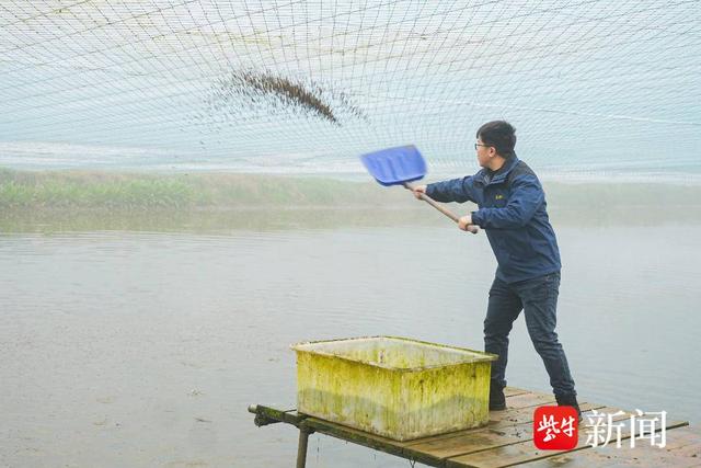 黑鱼翻起“致富浪”，活鱼出水24小时端上长三角餐桌