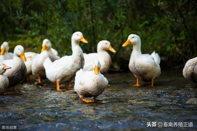 蛋鸭产蛋期饲养管理技术要点宝典