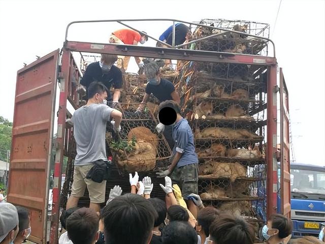 99%的狗肉都是毒死的？肉源不合规现状下，未来可能吃狗肉合法吗