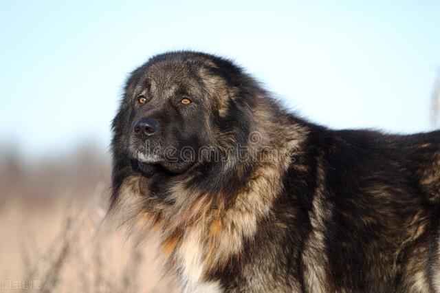 10种广州禁养犬种，在中国竟然不能养中华田园犬？