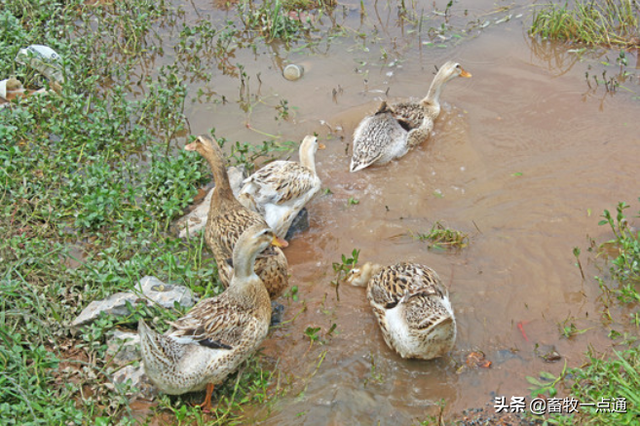 种用番鸭的饲养管理