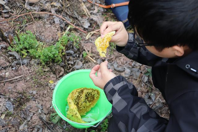 云南峨山：蜜蜂养殖托起“甜蜜”致富梦