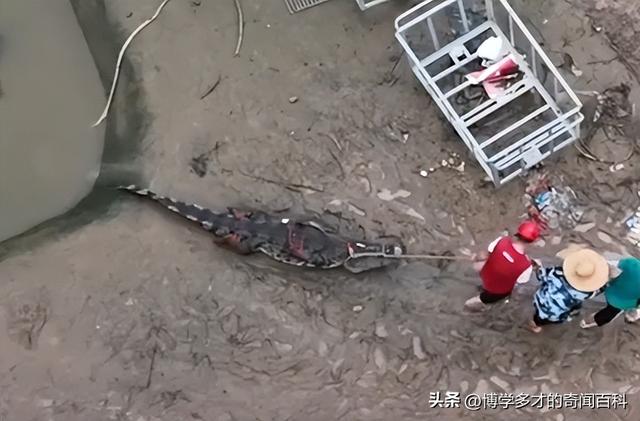 广东茂名出逃鳄鱼事件背后的故事：养殖场主的苦衷和反思