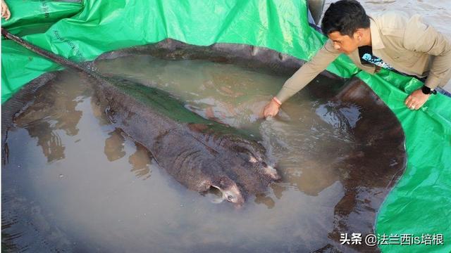 刷新记录！湄公河钓到600斤最大淡水鱼，河里还有巨型鲶鱼、鲤鱼