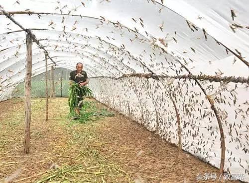 他把害虫变成致富虫，一年纯利润超十万！