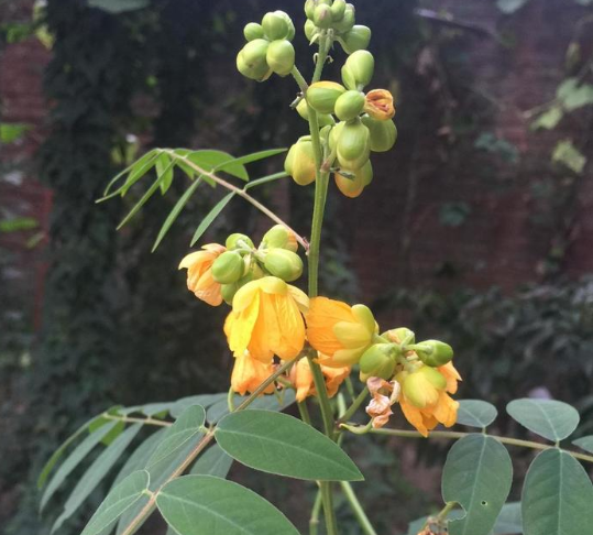 宝藏植物“蛇灭门”：毒蛇都躲着它，搞养殖的朋友有必要种植它