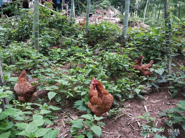 土鸡蛋和洋鸡蛋，土鸡和“养殖场的鸡”到底有没有区别？