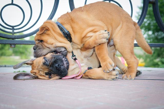 10种广州禁养犬种，在中国竟然不能养中华田园犬？