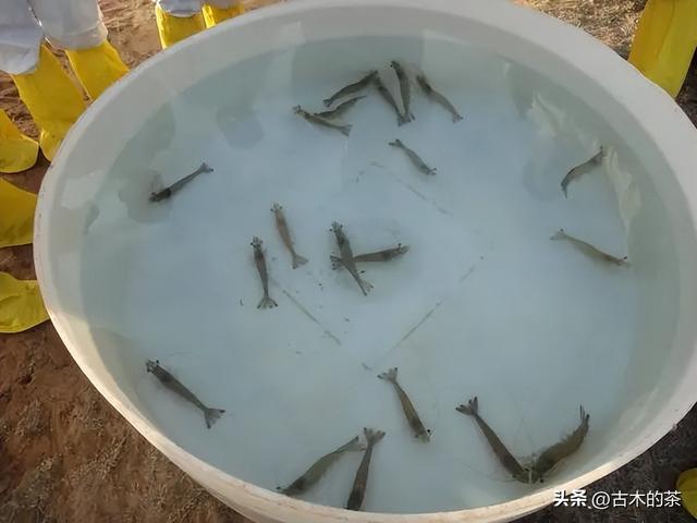 周氏新对虾的生物学特性及养殖技术