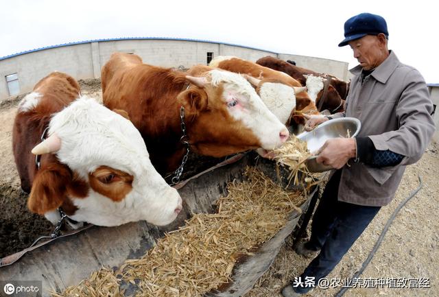 养牛成本精细分析，实力干货！