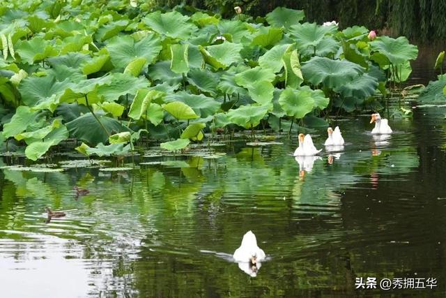 翠湖：十亩荷花鱼世界 夏日赏荷正当时