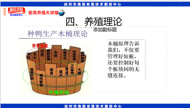 最新养鸭育雏期饲养管理鸭苗1到10天的养殖技术种鸭的饲养与管理