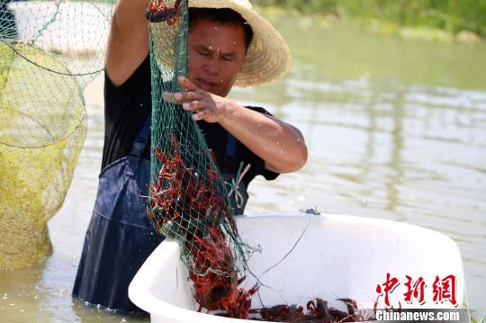 “网红”小龙虾引进广西农田养殖 虾农捞虾忙