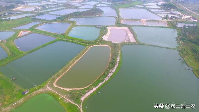 教你如何养鲤鱼，这些方法简单易学效果好，学会不吃亏