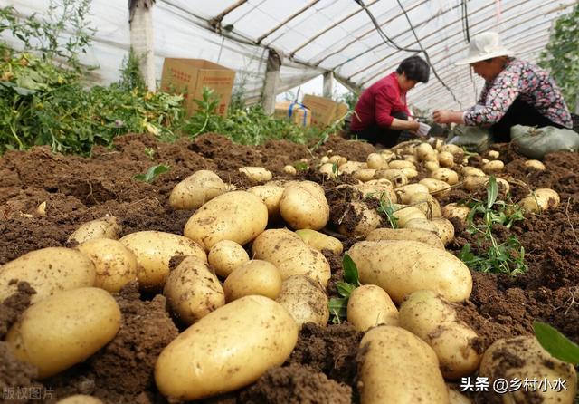 一亩成本只要几块钱，学会用玉米芯种植马铃薯，薯块个大、产量高