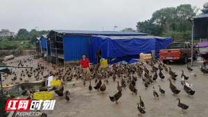 衡阳那里鸭养殖场(祁阳丨养好“致富鸭”脱贫奔小康)