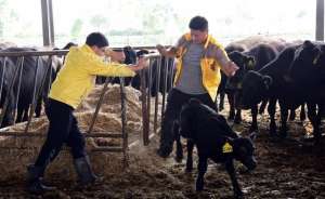 河南肉牛养殖厂(（经济）河南柘城：“牛产业”规模化发展促进农民增收)