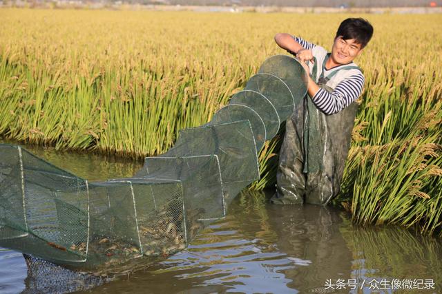 信阳淮滨——流转大户张明勤水稻泥鳅共养，喜获大丰收