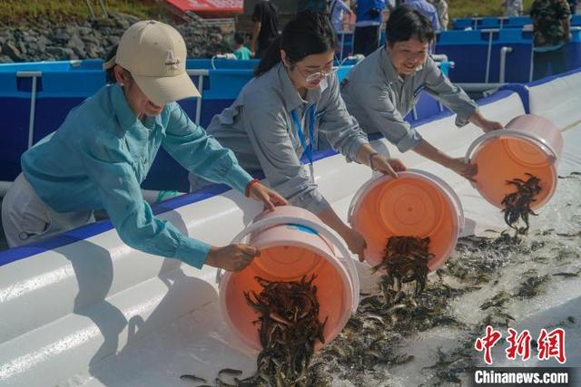 超85万尾长江上游珍稀特有鱼类在四川宜宾放归长江