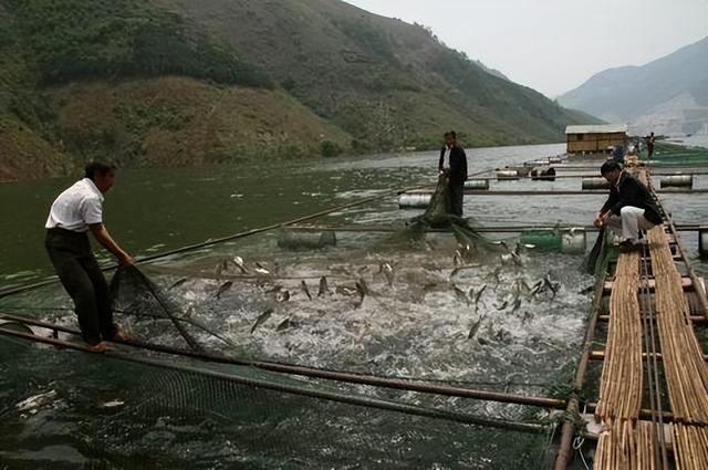 鳙鱼水库网箱养殖