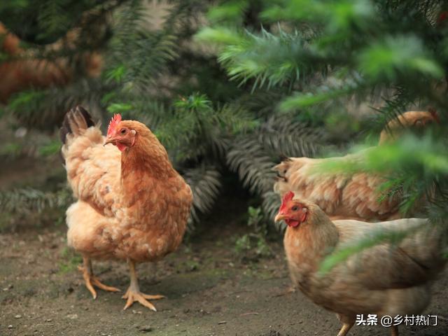 原生态土鸡整套养殖技术：一看就懂，记住这8点，你就是高手