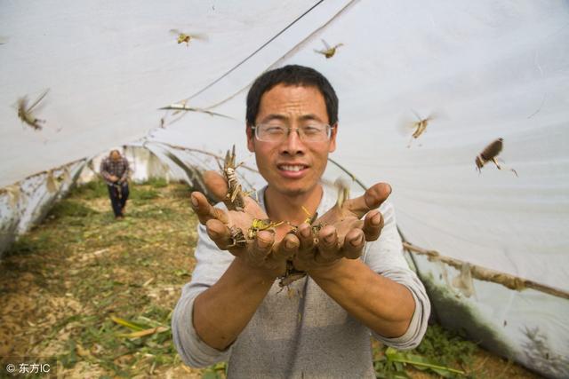 养殖蝗虫有何技术要领？养殖一亩蝗虫需要搭配多少亩牧草？