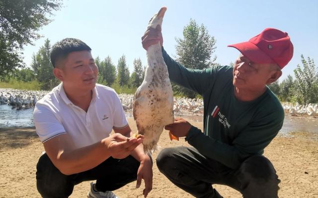 「风帆起北疆 喜迎二十大」“小村长 大鹅蛋”