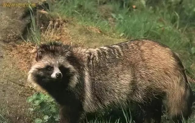 猎人回忆录：狍子肉的冤家与养殖之路