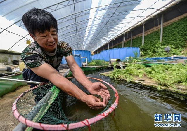 河北馆陶：鱼菜共生实现生态种养